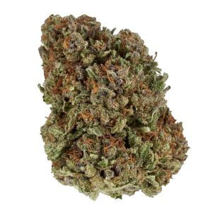 photograph of the hemp flower bud in great detail
